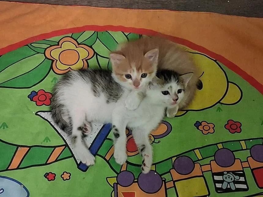 BALI, female puppy European Shorthair for adoption at Moustaches et Compagnie, moustaches et compagnie