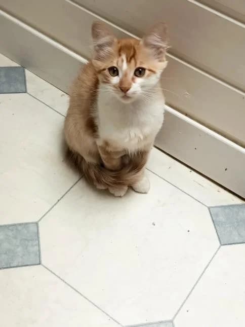 BALI, male puppy European Shorthair for adoption at Moustaches et Compagnie, moustaches et compagnie