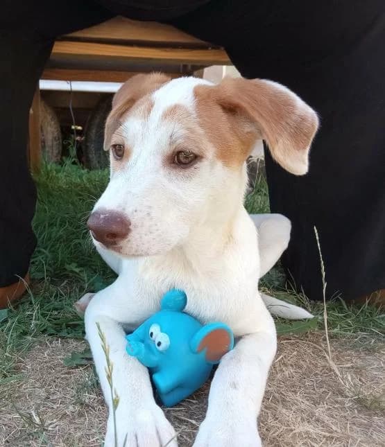 BAXTER, male puppy Akita for adoption at Moustaches et Compagnie, moustaches et compagnie