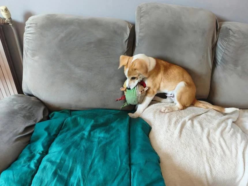 BISCUIT, male puppy Akita for adoption at Moustaches et Compagnie, moustaches et compagnie