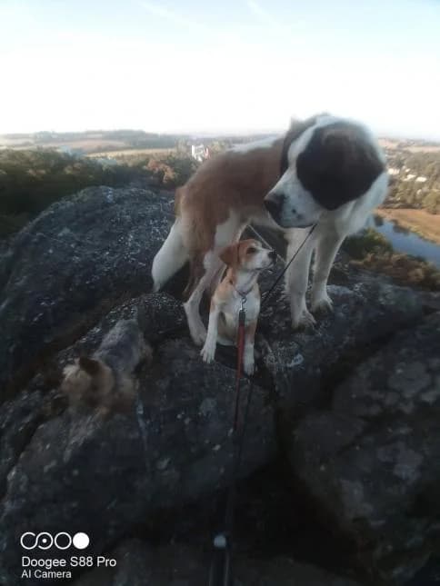BOBY, male puppy Akita for adoption at Moustaches et Compagnie, moustaches et compagnie