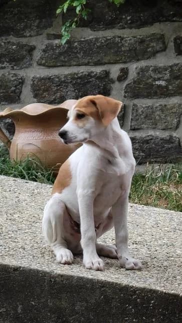 BOUNTY, male puppy Akita for adoption at Moustaches et Compagnie, moustaches et compagnie