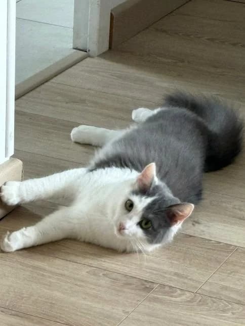 CHIPIE, female puppy European Shorthair for adoption at Moustaches et Compagnie, moustaches et compagnie