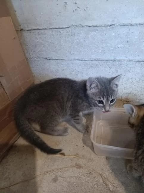 COING, male puppy European Shorthair for adoption at Moustaches et Compagnie, moustaches et compagnie
