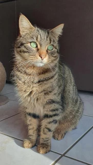 DEWEY, male 4yo European Shorthair for adoption at Moustaches et Compagnie, moustaches et compagnie