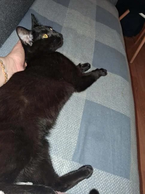 EBENE, female puppy European Shorthair for adoption at Moustaches et Compagnie, moustaches et compagnie