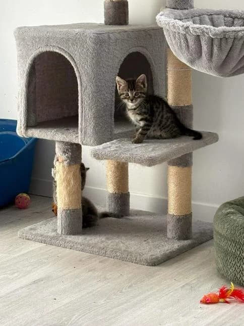 ELLIE, female puppy European Shorthair for adoption at Moustaches et Compagnie, moustaches et compagnie