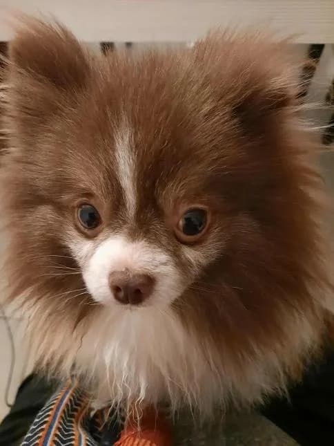 FANCY, male 6yo mixed breed for adoption at Moustaches et Compagnie, moustaches et compagnie