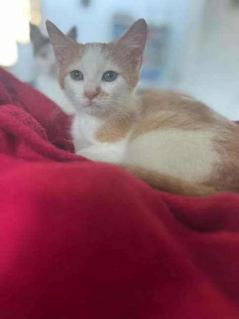 FORD, male puppy European Shorthair for adoption at Moustaches et Compagnie, moustaches et compagnie