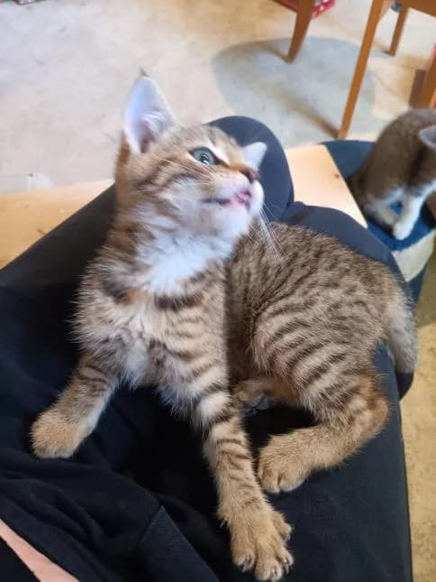 FRAISE, female puppy European Shorthair for adoption at Moustaches et Compagnie, moustaches et compagnie