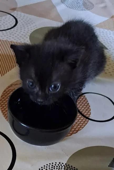 KROKMOU, male puppy European Shorthair for adoption at Moustaches et Compagnie, moustaches et compagnie