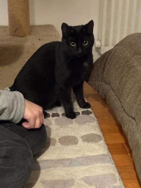 LUNA, female young European Shorthair for adoption at Moustaches et Compagnie, moustaches et compagnie