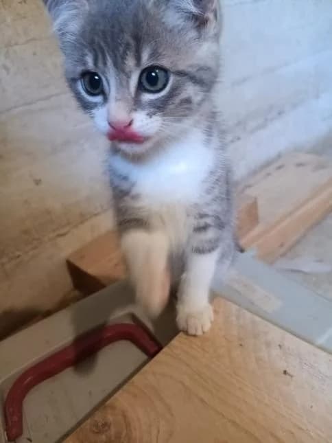 MIRABELLE, female puppy European Shorthair for adoption at Moustaches et Compagnie, moustaches et compagnie