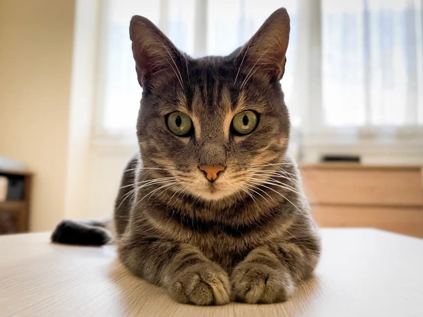 MYSTÈRE, male 5yo European Shorthair for adoption at Moustaches et Compagnie, moustaches et compagnie