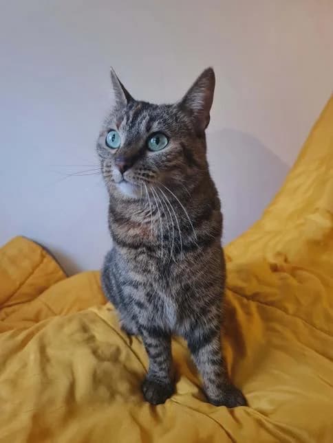 NALA, female 4yo European Shorthair for adoption at Moustaches et Compagnie, moustaches et compagnie