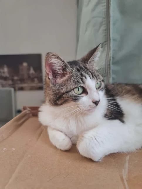 NEFERTITI, female 3yo European Shorthair for adoption at Moustaches et Compagnie, moustaches et compagnie