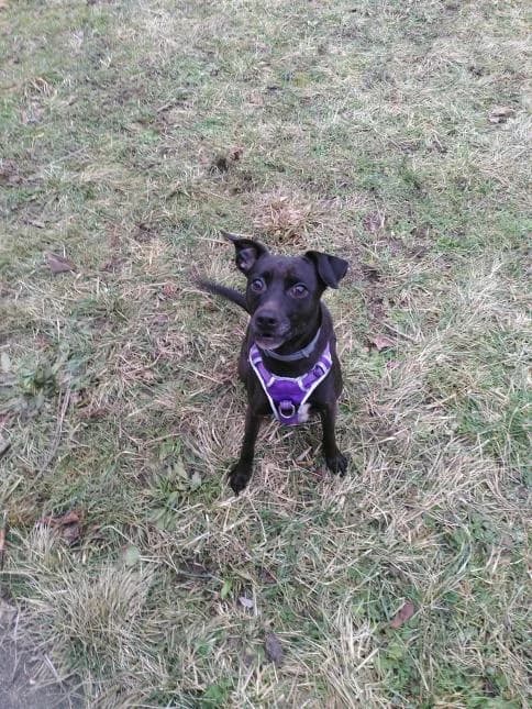 Obsi, female 7yo mixed breed for adoption at Moustaches et Compagnie, moustaches et compagnie