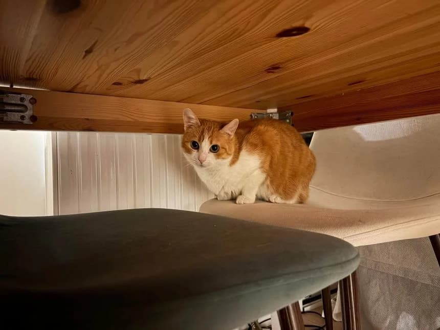 PAPRIKA, female 4yo European Shorthair for adoption at Moustaches et Compagnie, moustaches et compagnie
