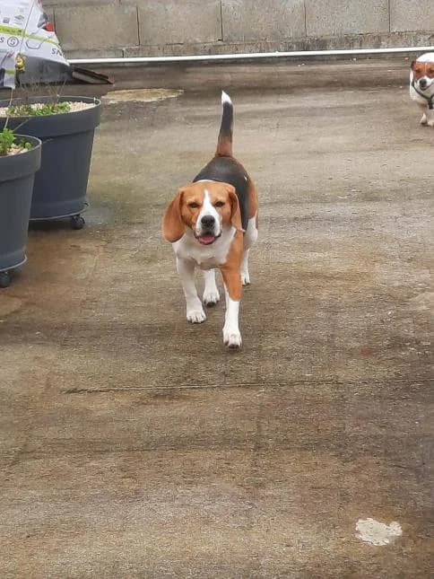 PRALINE, female 6yo Beagle for adoption at Moustaches et Compagnie, moustaches et compagnie