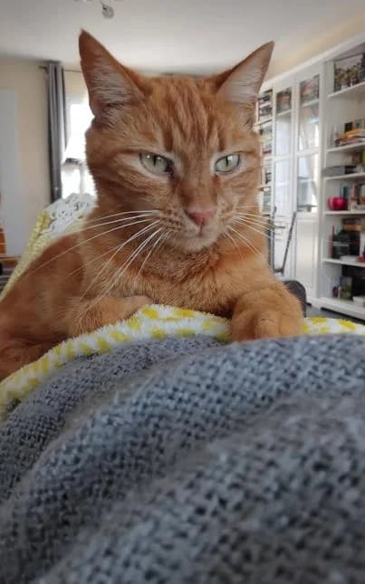 RICHY, male 6yo European Shorthair for adoption at Moustaches et Compagnie, moustaches et compagnie
