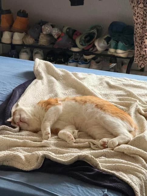 SAMOURAI, male 5yo European Shorthair for adoption at Moustaches et Compagnie, moustaches et compagnie