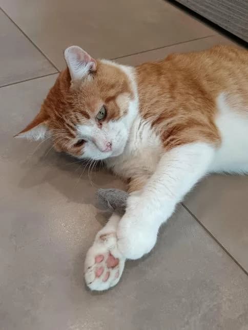 SAMOURAI, male 5yo European Shorthair for adoption at Moustaches et Compagnie, moustaches et compagnie