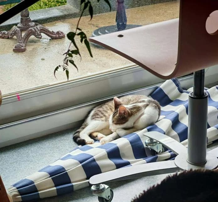 SELENE, female young European Shorthair for adoption at Moustaches et Compagnie, moustaches et compagnie