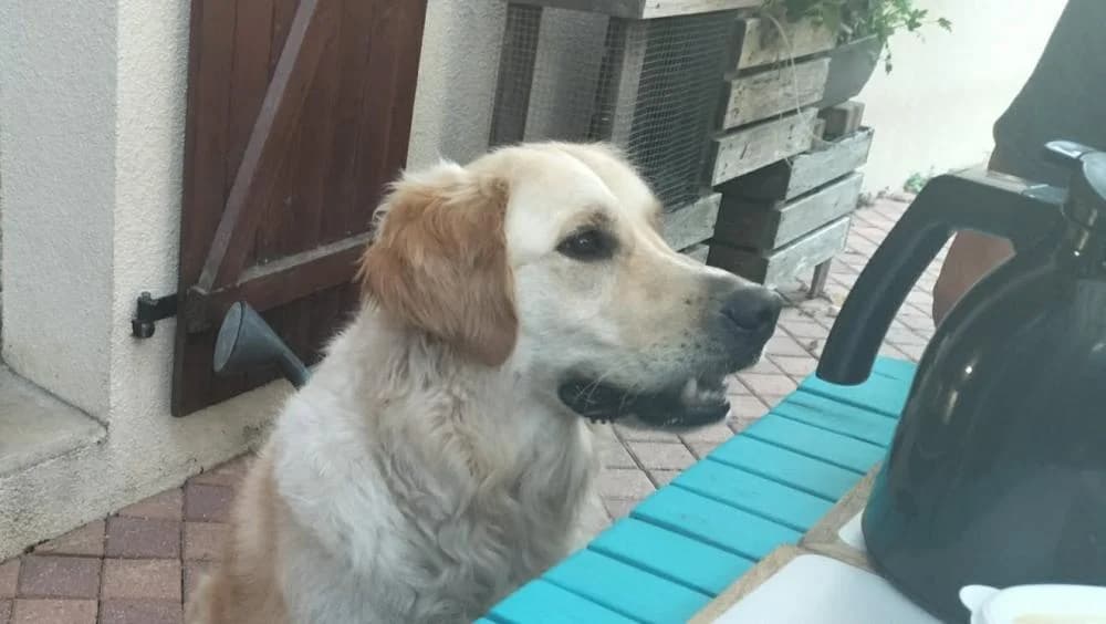 TAÏGO, male 3yo Golden Retriever for adoption at Moustaches et Compagnie, moustaches et compagnie