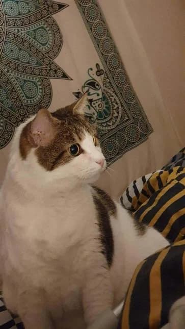 TCHEKY, male senior European Shorthair for adoption at Moustaches et Compagnie, moustaches et compagnie