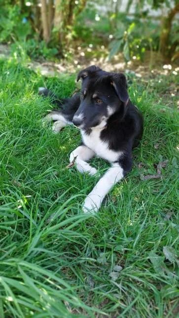 TIA, female puppy mixed breed for adoption at Moustaches et Compagnie, moustaches et compagnie
