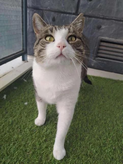 TIMON, male 4yo European Shorthair for adoption at Moustaches et Compagnie, moustaches et compagnie