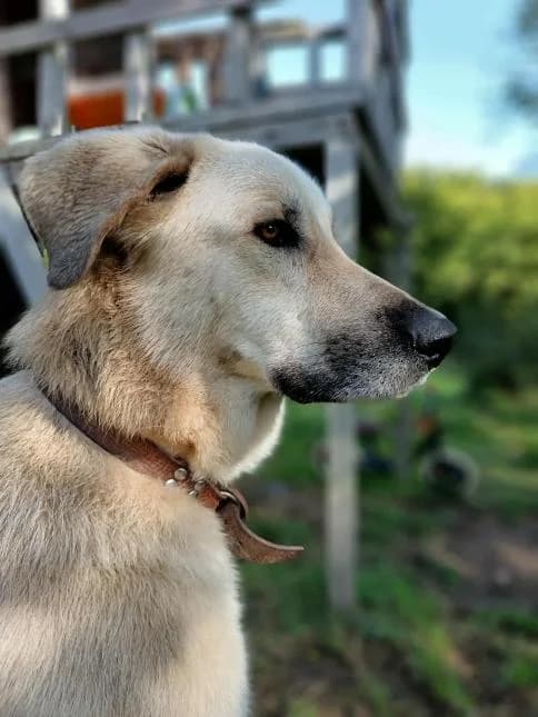 TOXON, male 3yo mixed breed for adoption at Moustaches et Compagnie, moustaches et compagnie