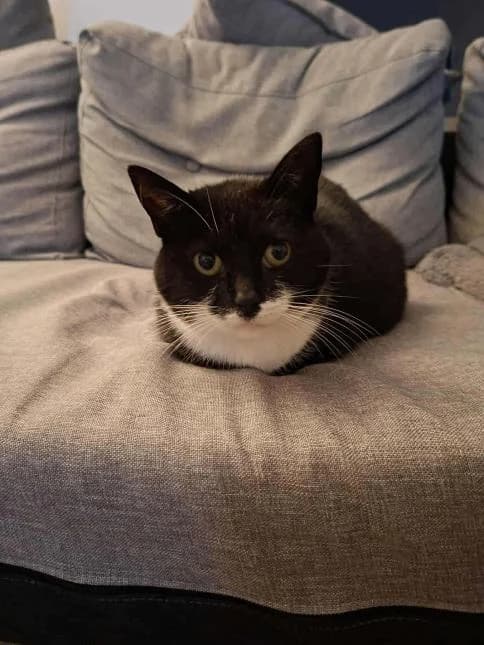 TSUYU, female 6yo European Shorthair for adoption at Moustaches et Compagnie, moustaches et compagnie