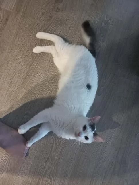 ULYSSE, male 3yo European Shorthair for adoption at Moustaches et Compagnie, moustaches et compagnie