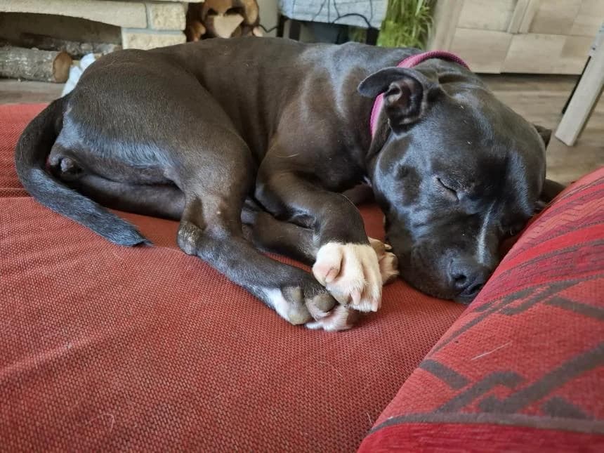 VAINA, female young mixed breed for adoption at Moustaches et Compagnie, moustaches et compagnie