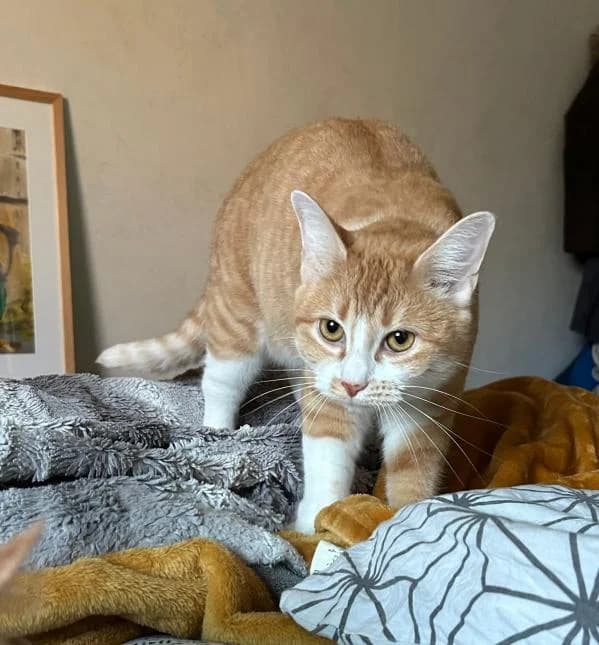 VERA, female 4yo European Shorthair for adoption at Moustaches et Compagnie, moustaches et compagnie