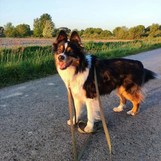 YOUK, male 3yo Australian Shepherd for adoption at Moustaches et Compagnie, moustaches et compagnie
