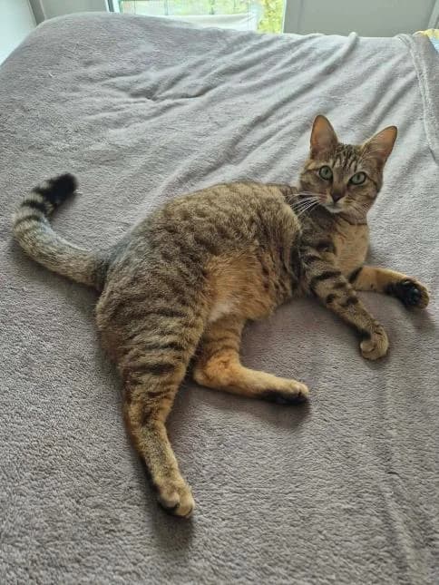 ZIGGY, male 3yo European Shorthair for adoption at Moustaches et Compagnie, moustaches et compagnie