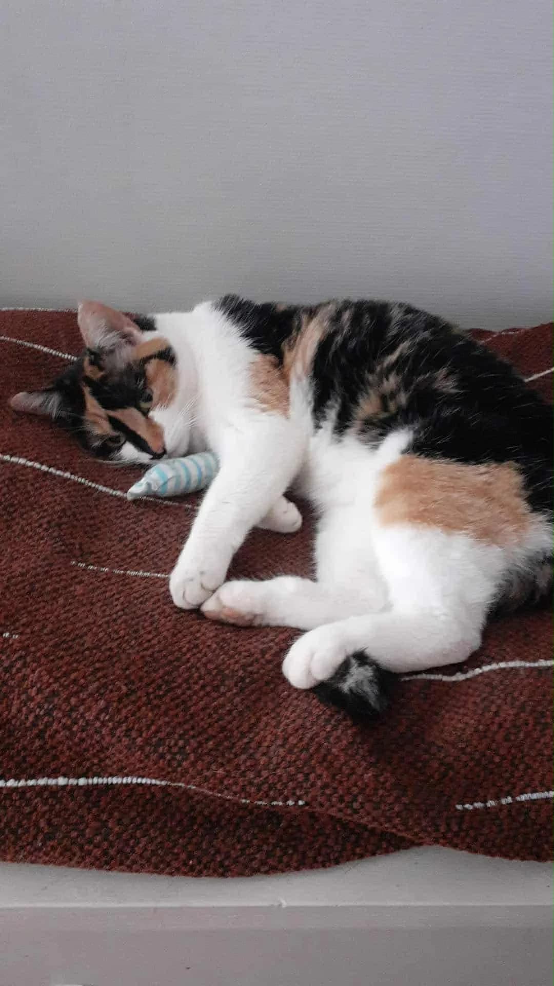 Minette, female Mixed Breed for adoption at Museaux Et Moustaches