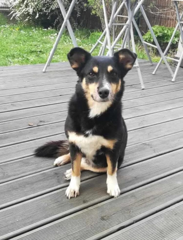 Gloria, female Mixed Breed for adoption at N