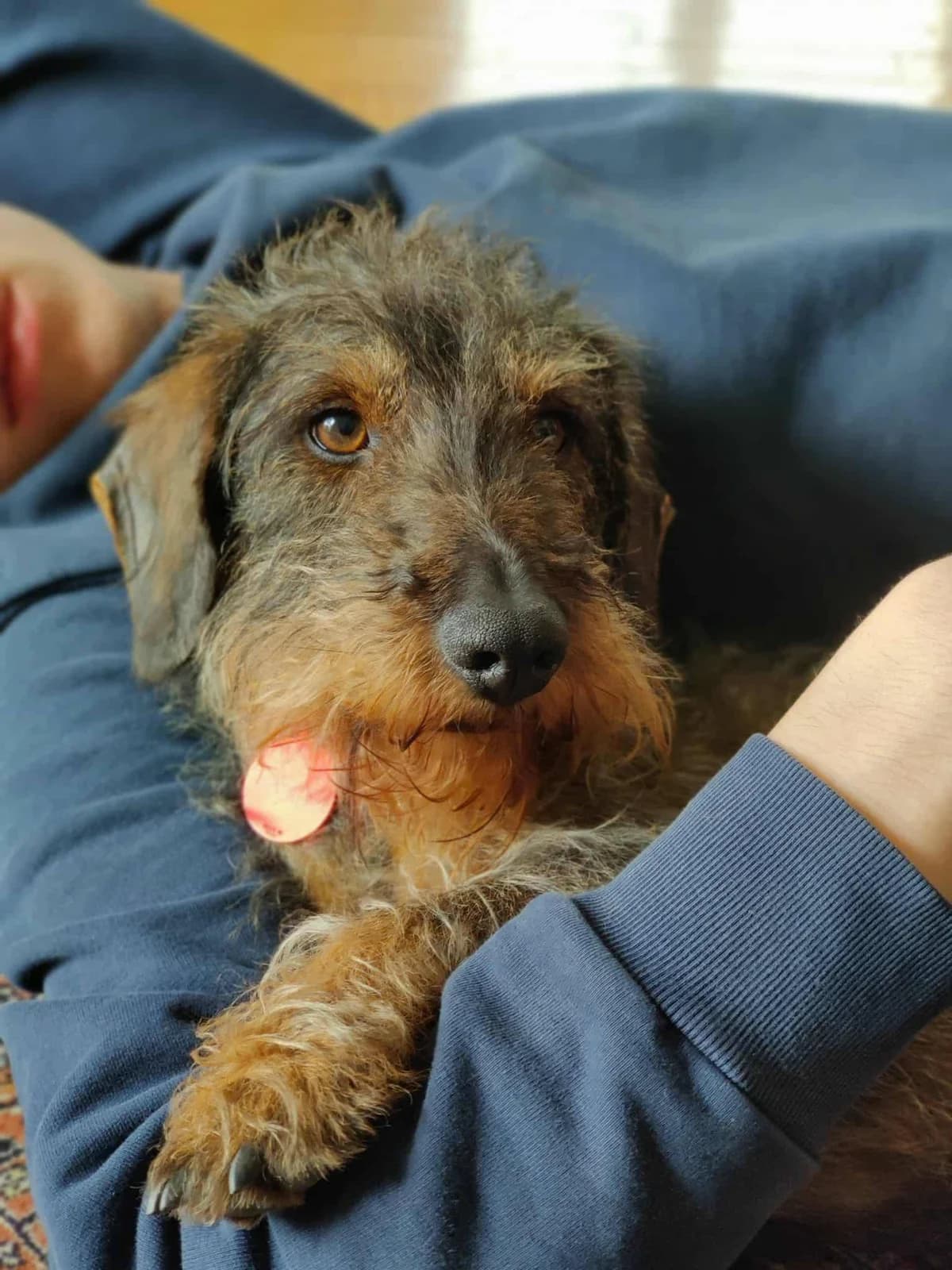 Lasco, male senior Mixed Breed for adoption at N