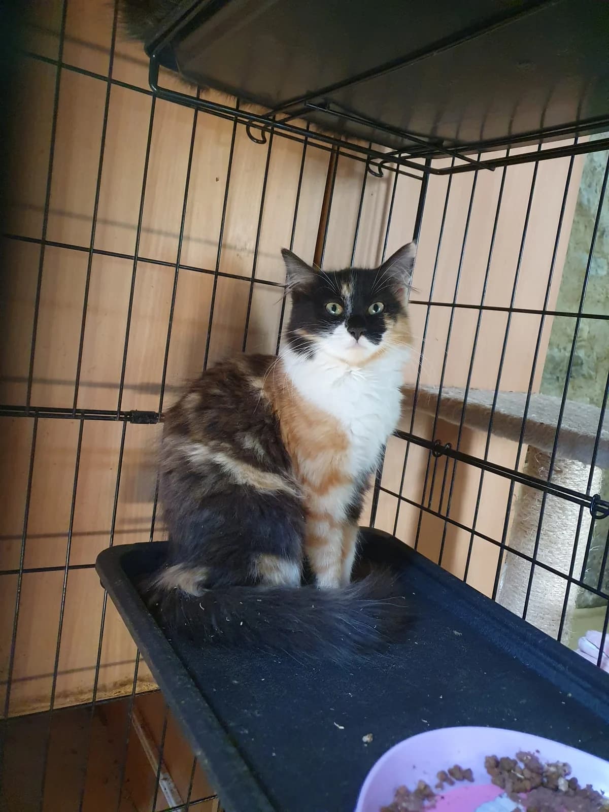 Bulma, female puppy European Shorthair for adoption at Association Nickaël, Cachan