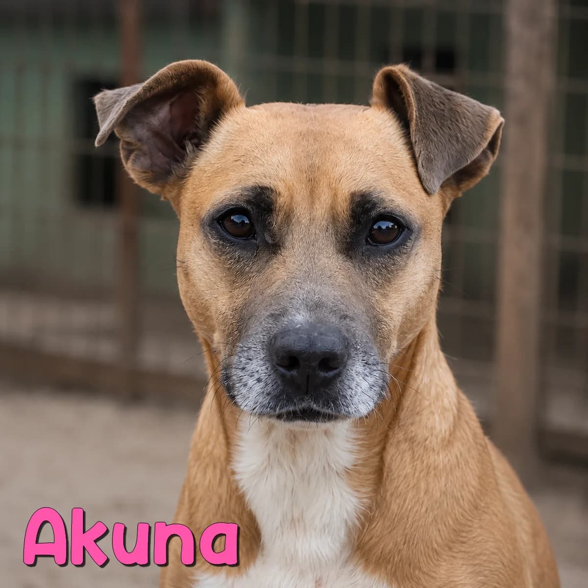Akuna2, female Mixed Breed for adoption at Nobody S Dog France