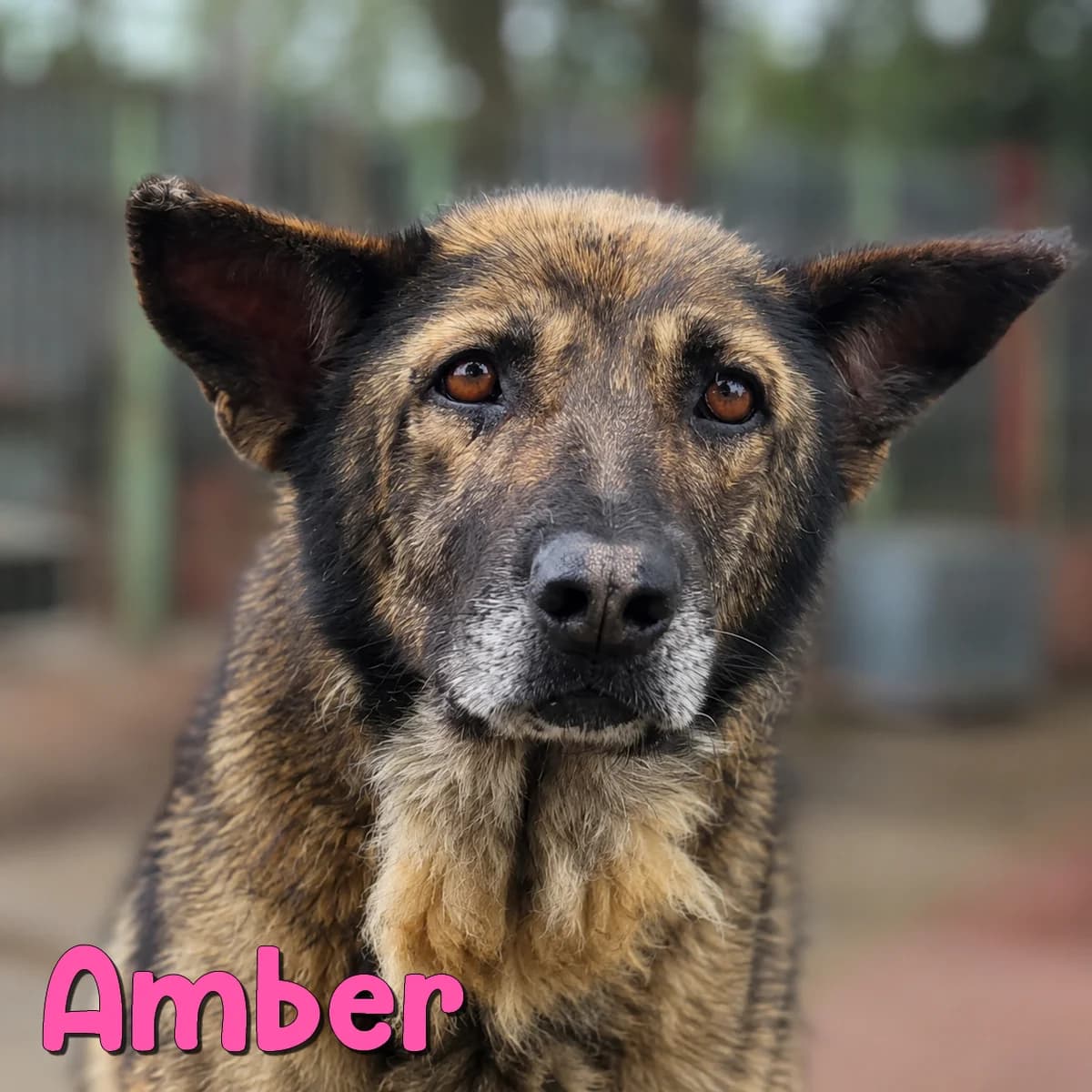 Amber2, female Mixed Breed for adoption at Nobody S Dog France
