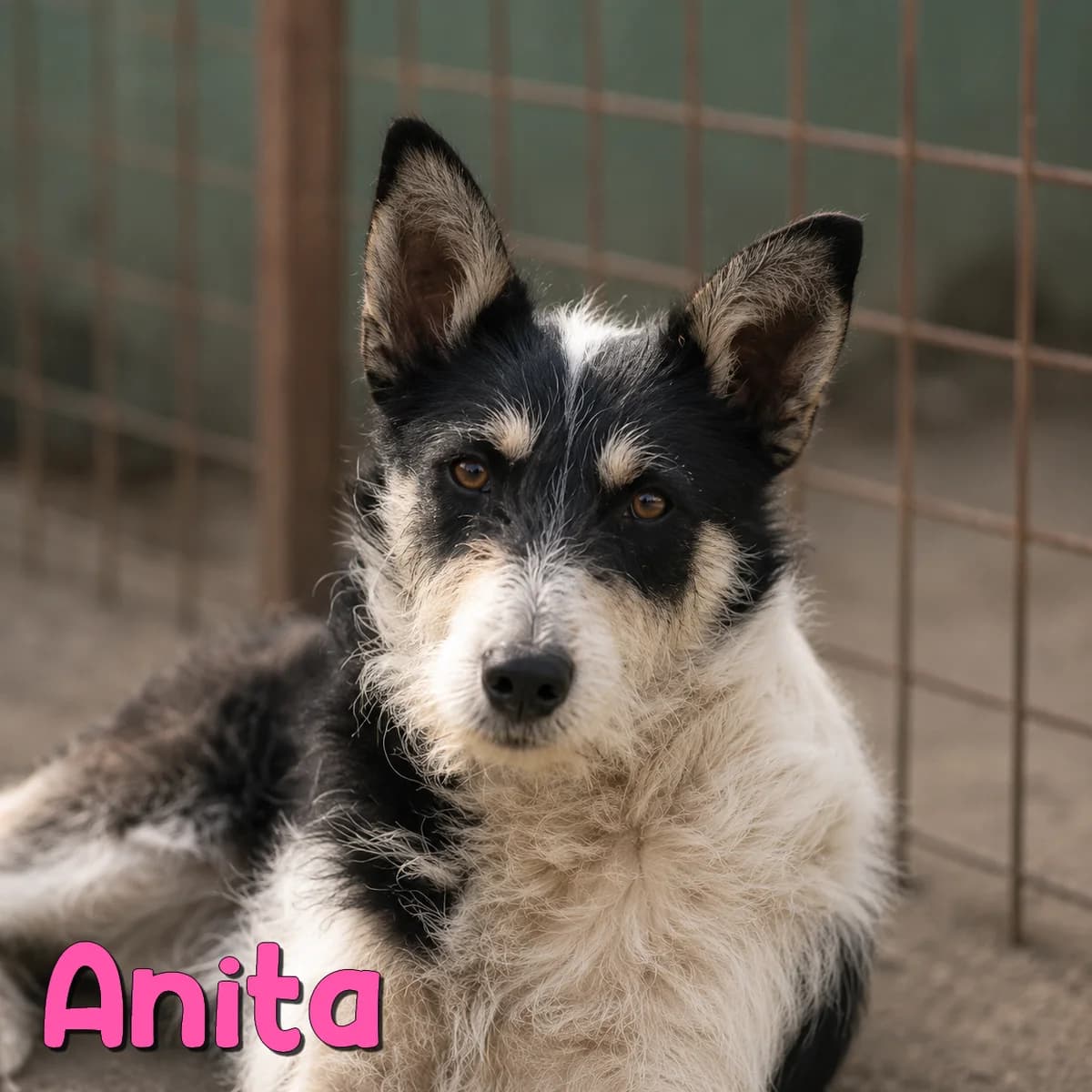 Anita2, female Mixed Breed for adoption at Nobody S Dog France