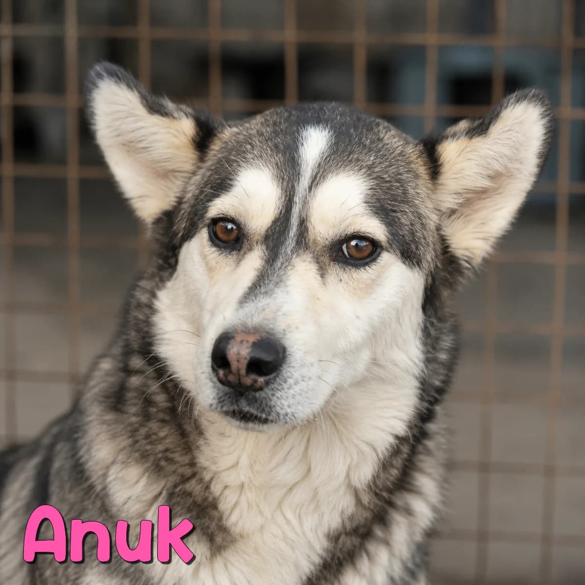 Anuk2, female Mixed Breed for adoption at Nobody S Dog France