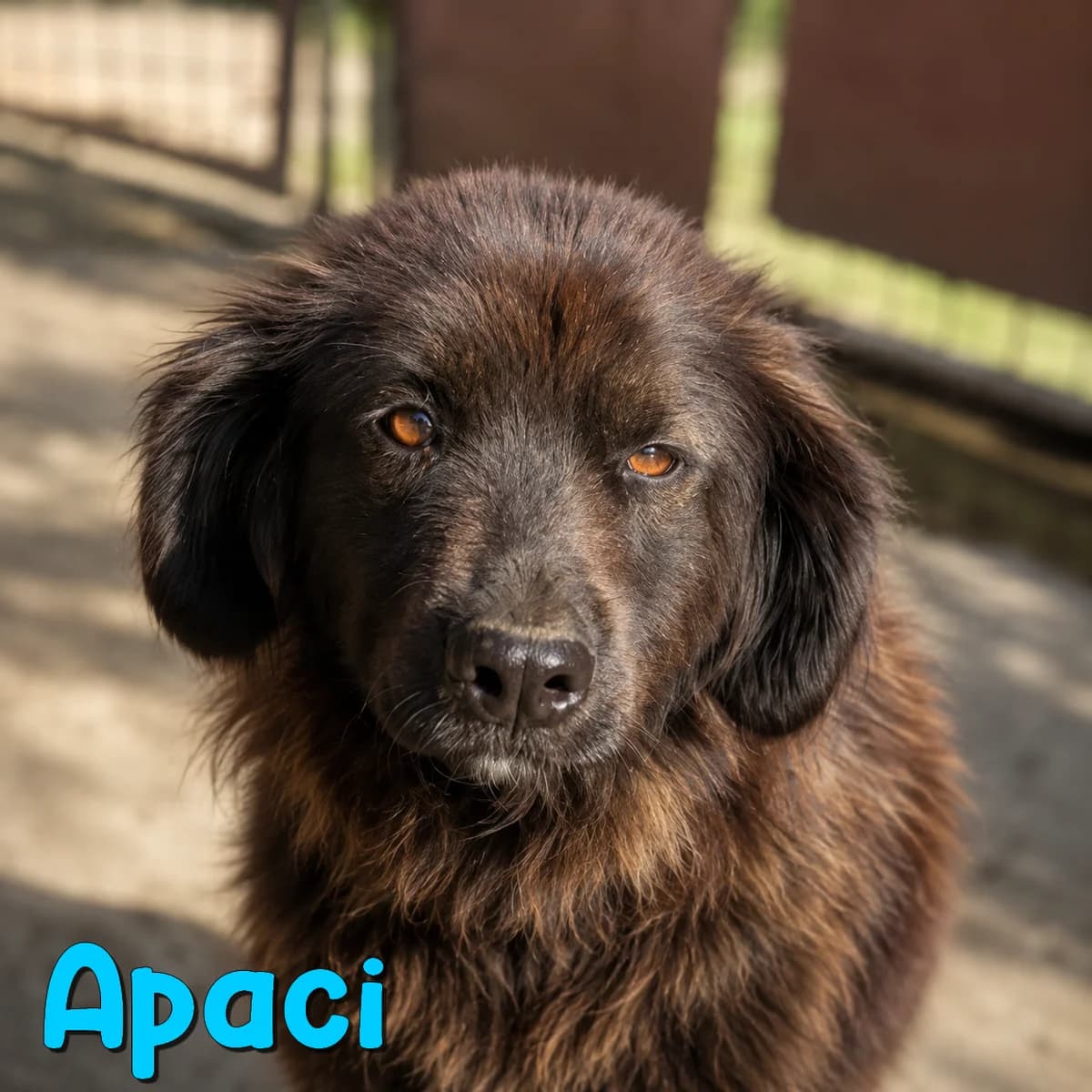 Apaci2, male Mixed Breed for adoption at Nobody S Dog France