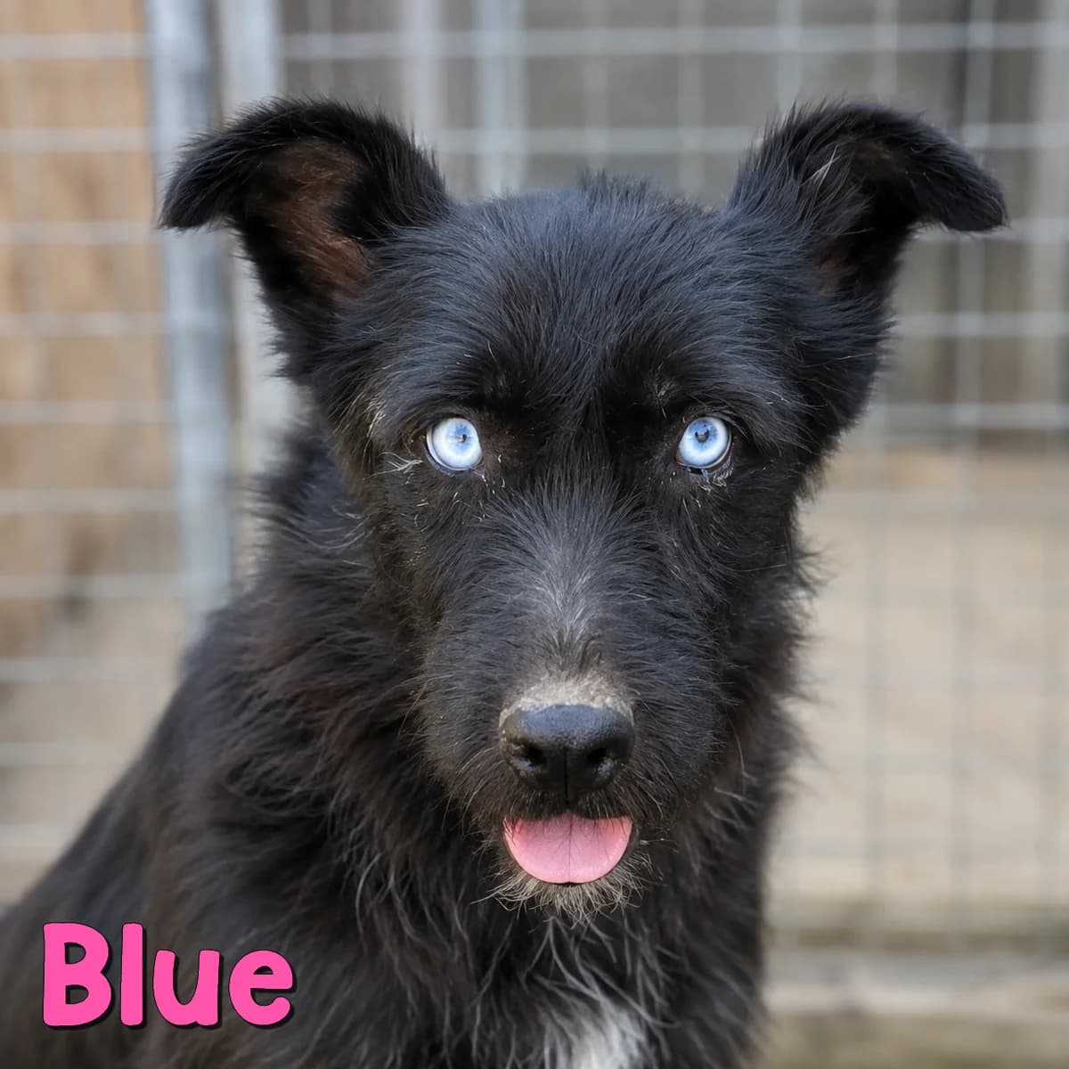 Blue2, female Mixed Breed for adoption at Nobody S Dog France