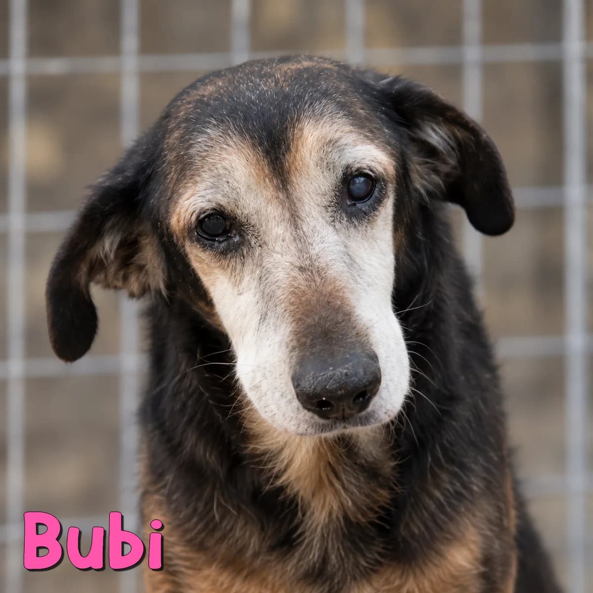 Bubi, female Mixed Breed for adoption at Nobody S Dog France