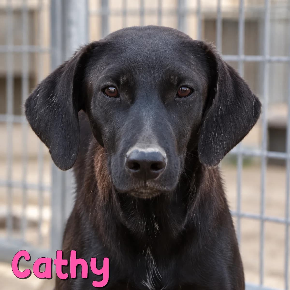 Cathy, female Mixed Breed for adoption at Nobody S Dog France